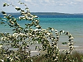 Western Michigan [2010] 559